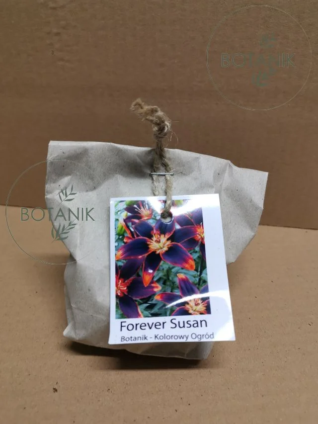 Lilia Azjatycka Forever Susan Cebulki