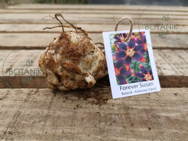 Lilia Azjatycka Forever Susan Cebulki