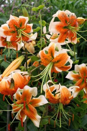 Lilia Botaniczna OT Lady Alice Cebulki