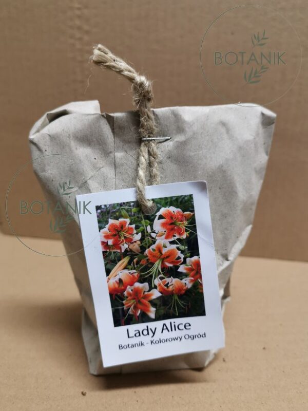 Lilia Botaniczna OT Lady Alice Cebulki