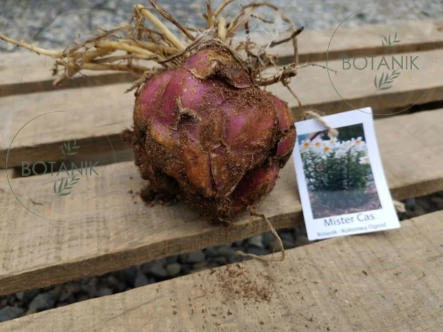 Lilia Drzewiasta OT Mister Cas Cebulki