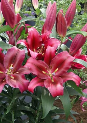 Lilia OT Drzewiasta Palazzo