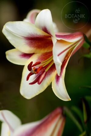 Lilia Drzewiasta Passion Moon