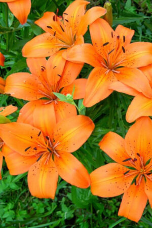 Lilia Azjatycka Tresor