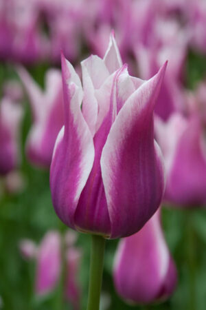 Tulipan Liliokształtny Ballade Tulipan Liliokształtny Ballade