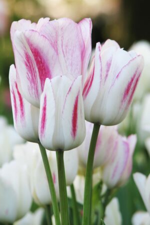 Tulipan Wielokwiatowy Candy Club Cebulki Tulipan Wielokwiatowy Candy Club Cebulki