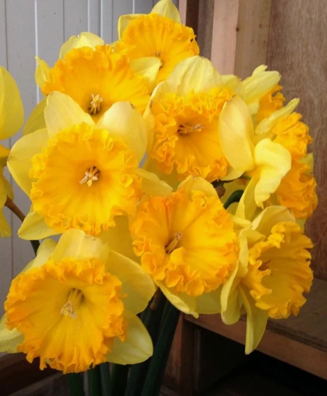 Narcyz Ferris Wheel 1 szt. Cebulka