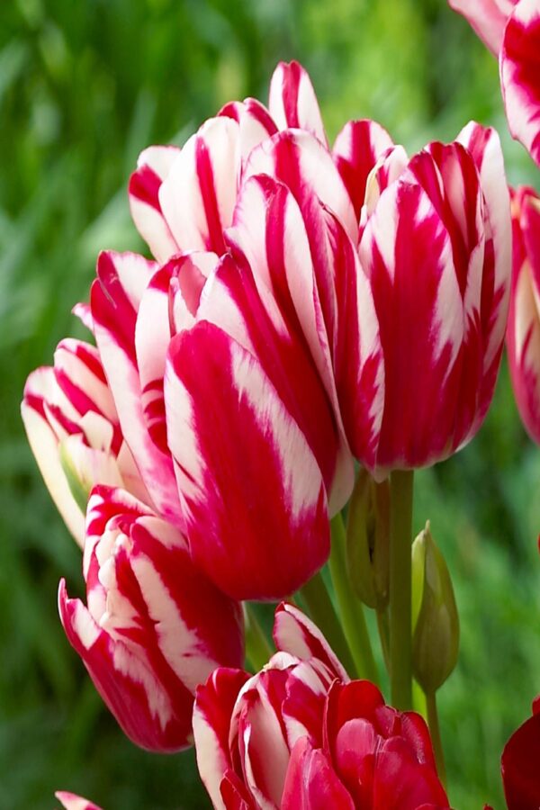 Tulipan Wielokwiatowy Flaming Club Cebulki