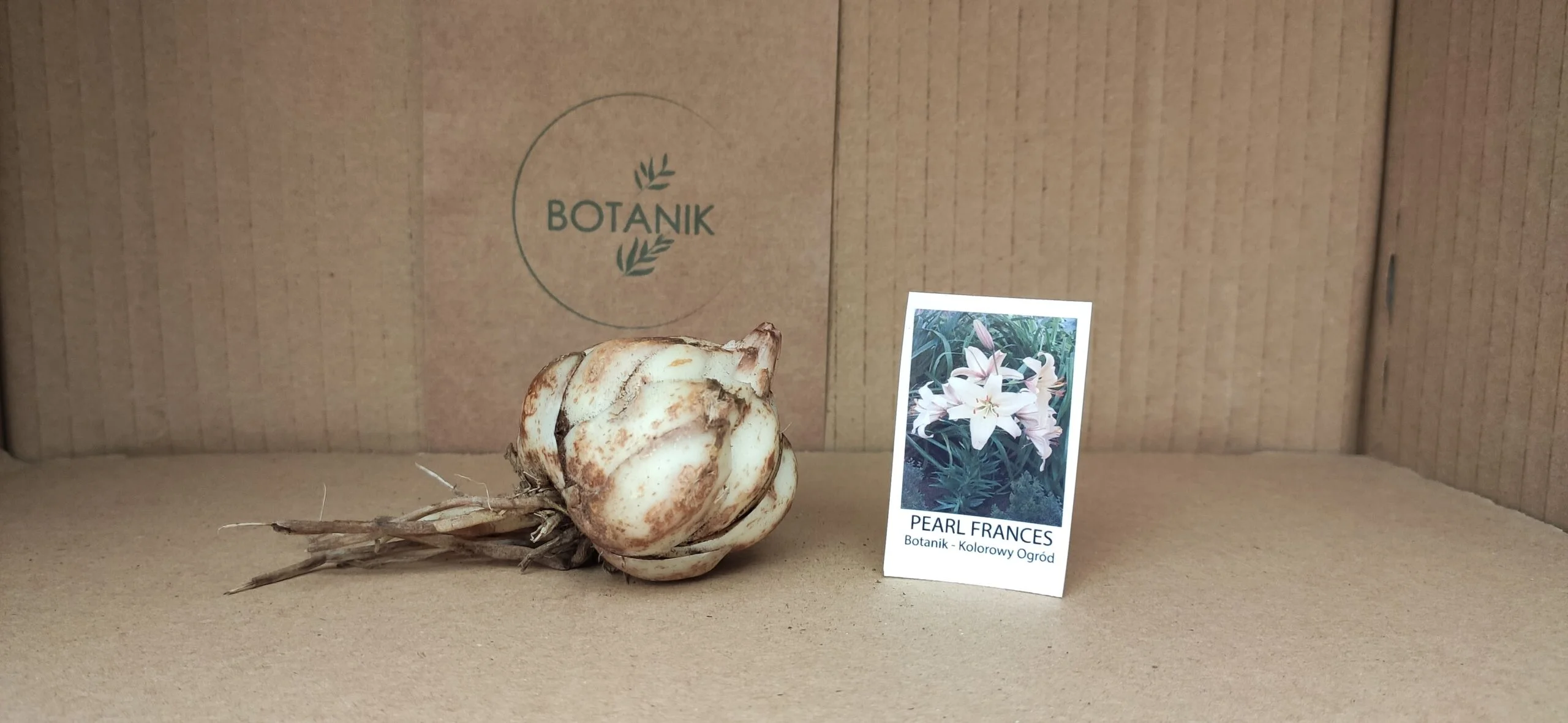 Lilia Azjatycka Pearl Frances