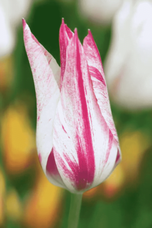 Tulipan Liliokształtny Marilyn Tulipan Liliokształtny Marilyn