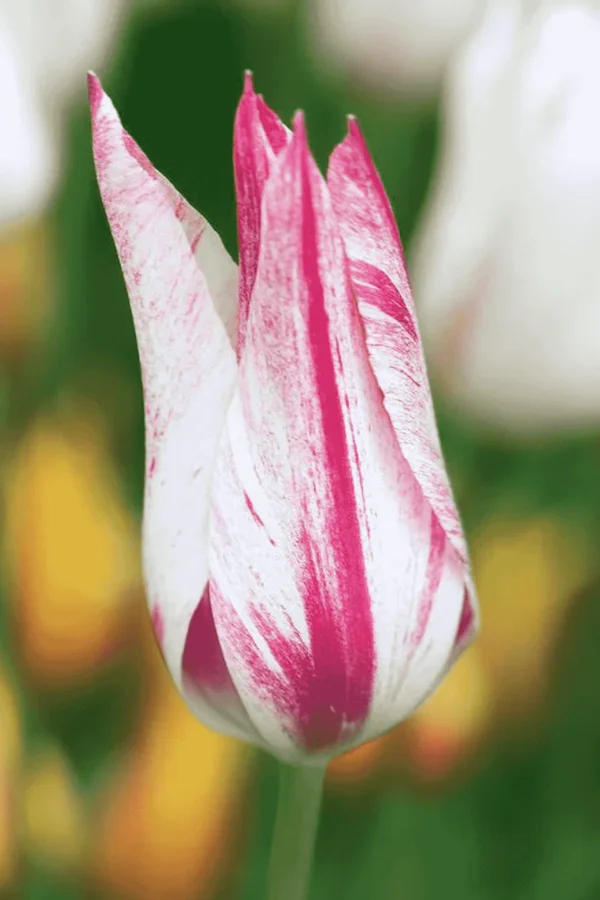 Tulipan Liliokształtny Marilyn