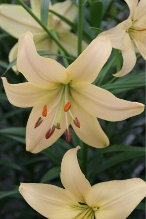 Lilia Azjatycka Pearl Frances