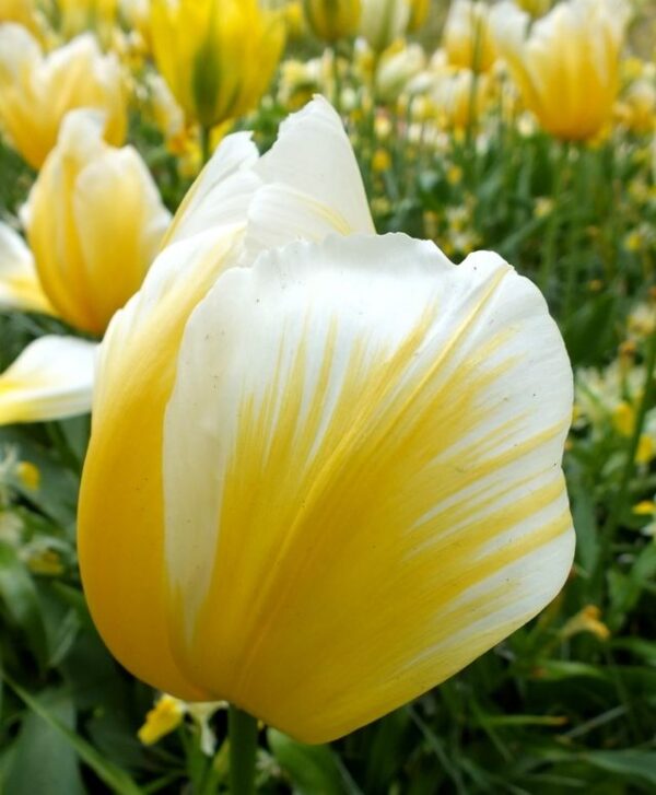 Tulipan klasyczny Sweetheart 1 szt. Cebulki