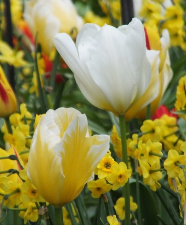 Tulipan klasyczny Sweetheart 1 szt. Cebulki