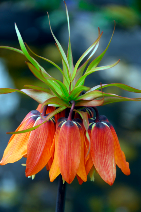 Fritillaria Cesarska Korona Aurora 1 szt.