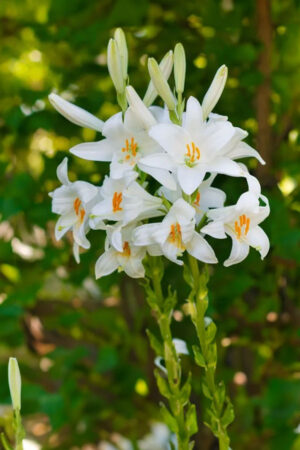 Lilia Candidum Św. Józefa Lilia Candidum Św. Józefa