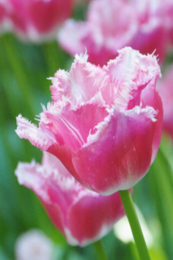 Tulipan strzępiasty Izumi Cebulki