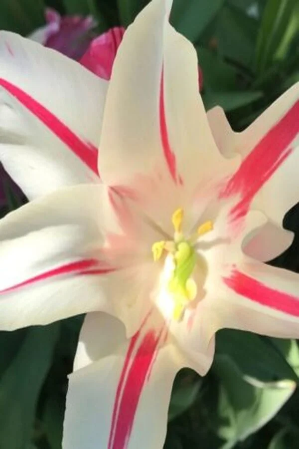 Tulipan Liliokształtny Marilyn