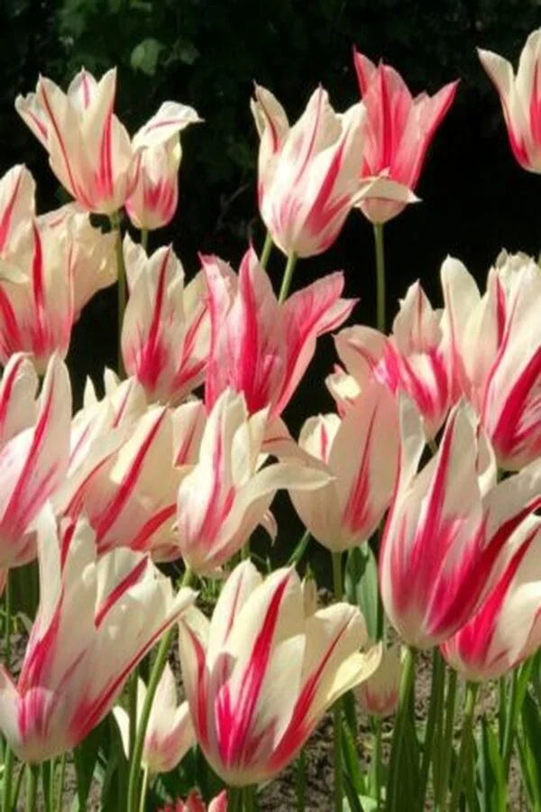 Tulipan Liliokształtny Marilyn