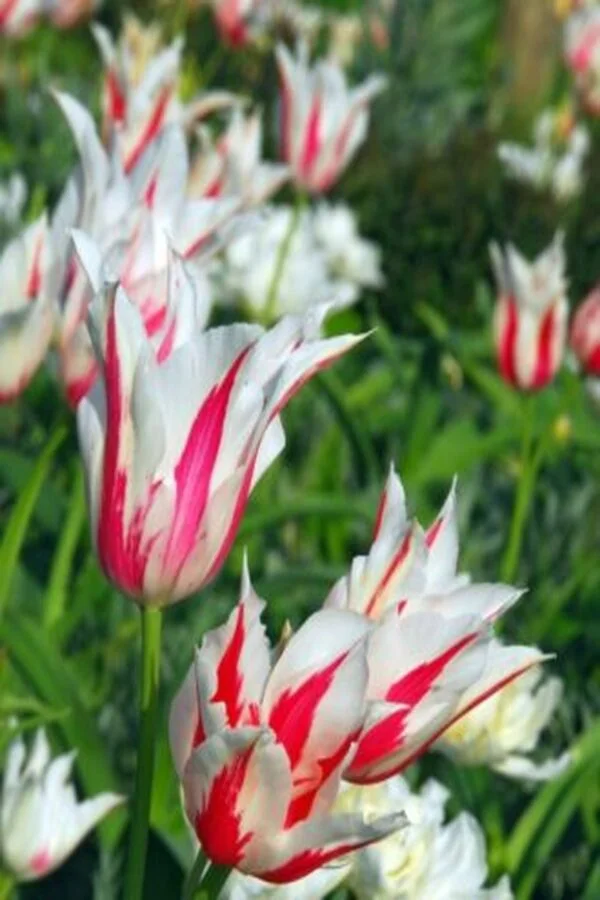 Tulipan Liliokształtny Marilyn