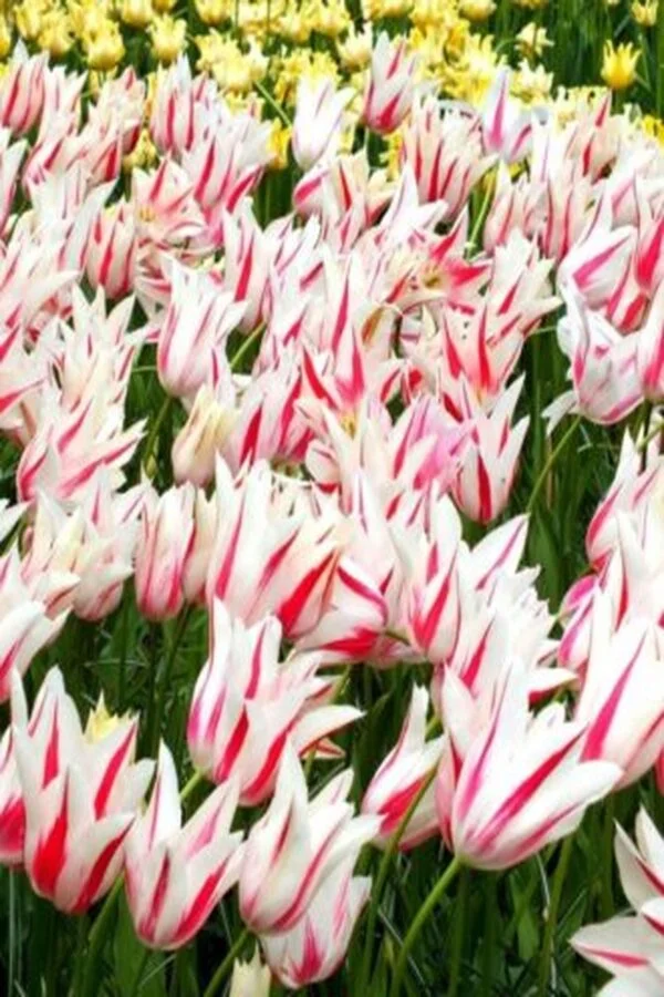 Tulipan Liliokształtny Marilyn