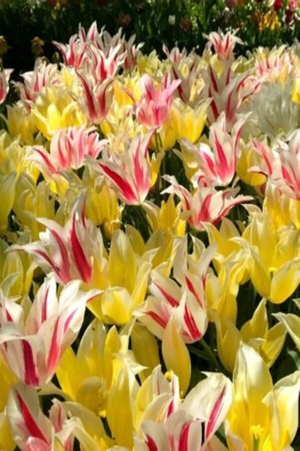 Tulipan Liliokształtny Marilyn