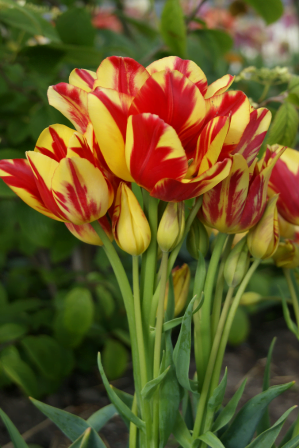 Tulipan Wielokwiatowy Wonder Club Cebulki
