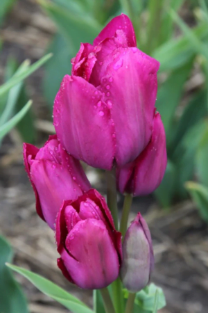 Tulipan Wielokwiatowy Night Club Cebulki Tulipan Wielokwiatowy Night Club Cebulki