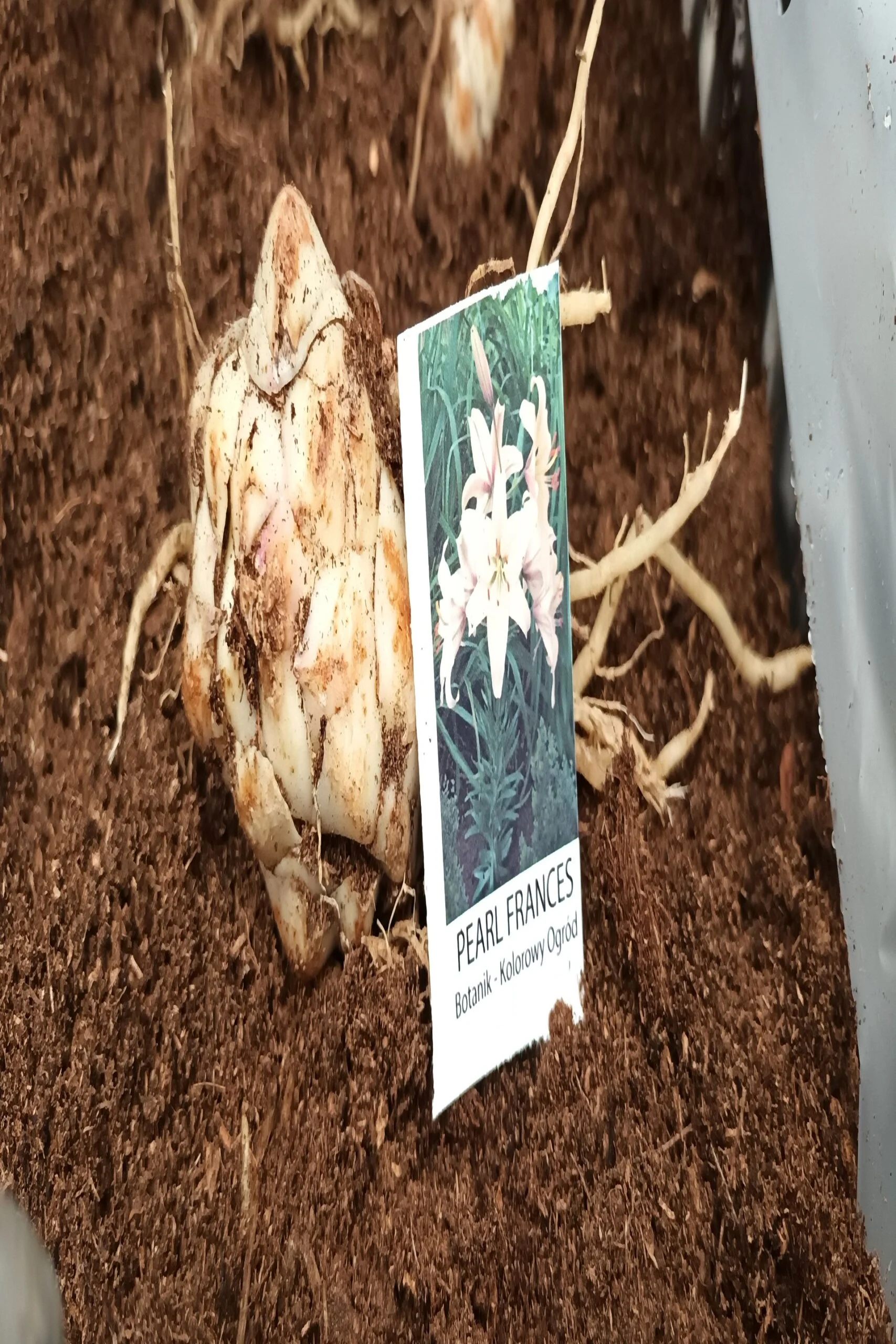 Lilia Azjatycka Pearl Frances