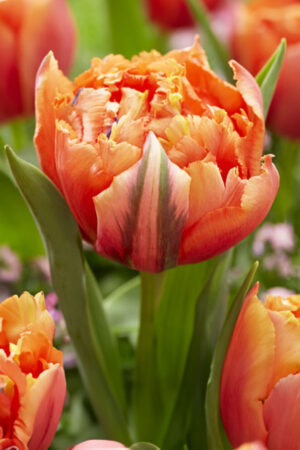 Tulipan Pełny Strzępiasty Royal Centennial Tulipan Pełny Strzępiasty Royal Centennial