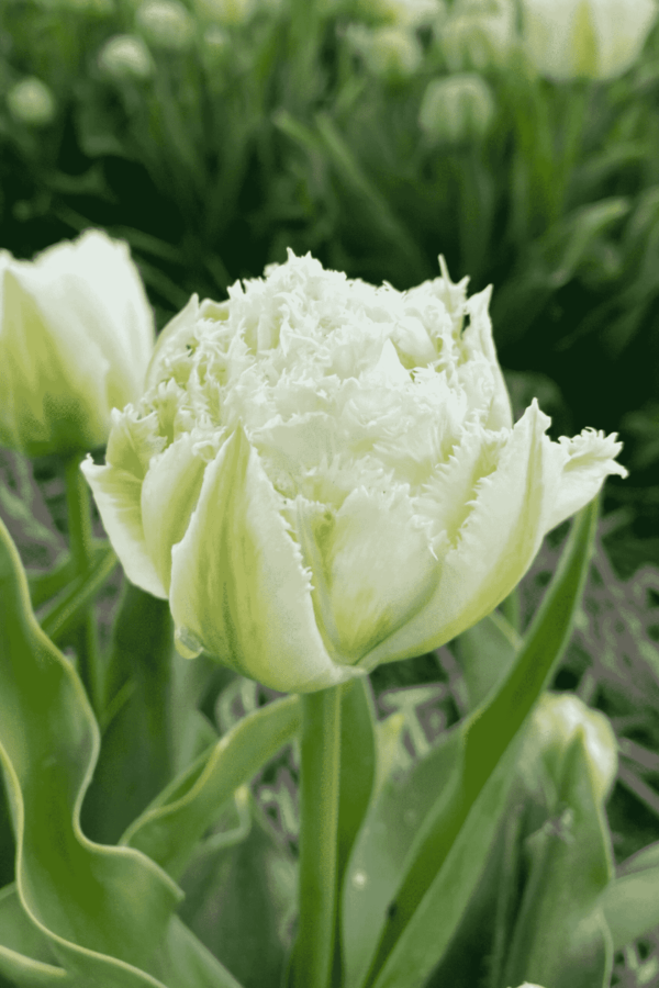 Tulipan Strzępiasty Pełny Snow Crystal Cebulki