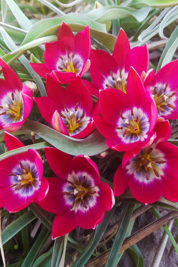 Tulipan Tiny Timo Cebulki 5/6