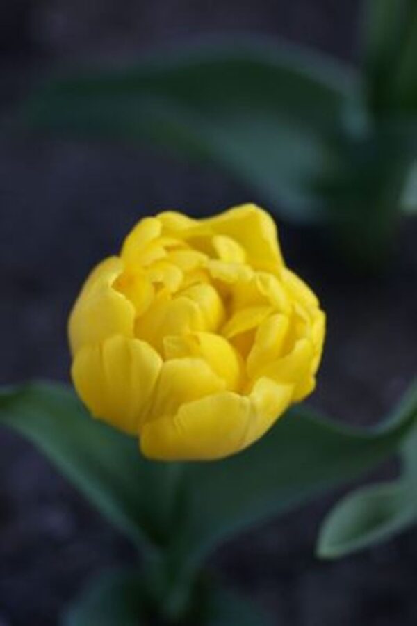 Tulipan Yellow Baby
