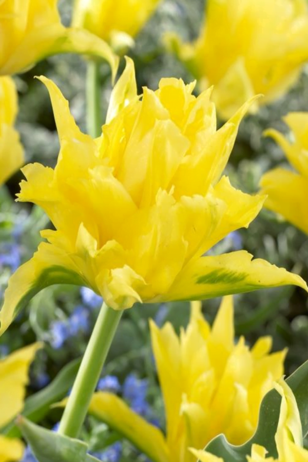 Tulipan Yellow Spider Cebulki