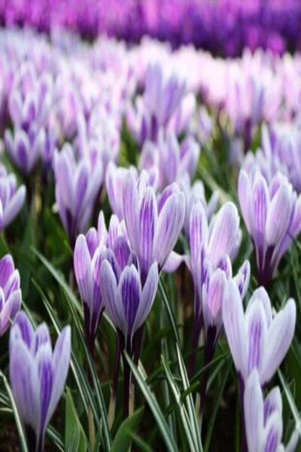 Krokus Pickwick Cebulki