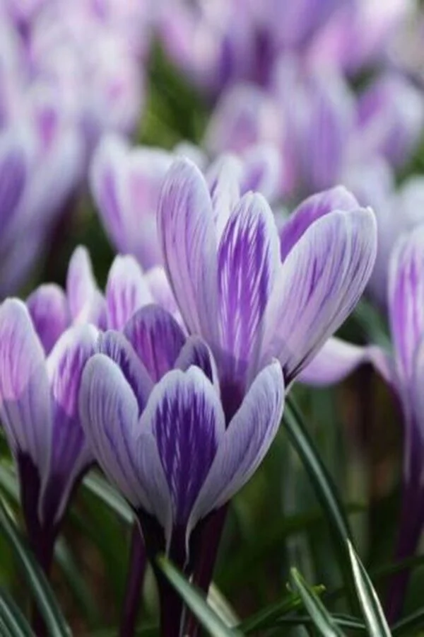 Krokus Pickwick Cebulki