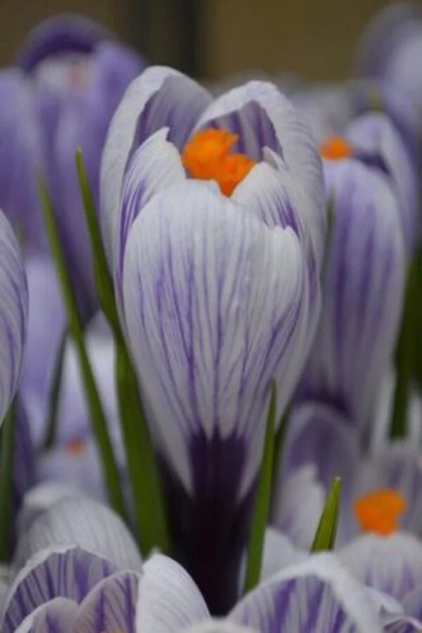 Krokus Pickwick Cebulki