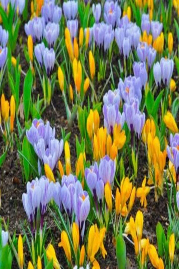 Krokus Pickwick Cebulki