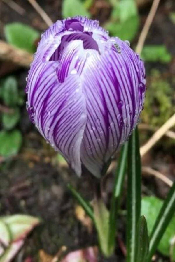 Krokus Pickwick Cebulki