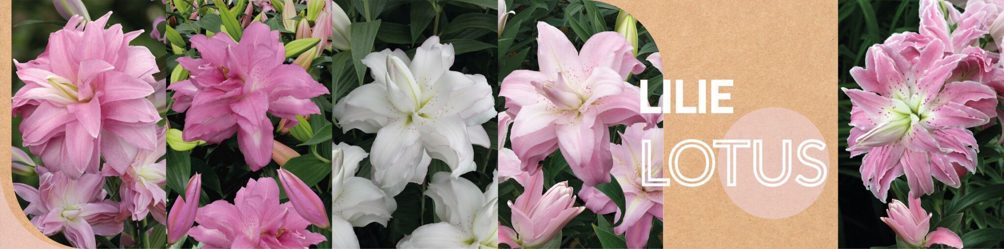 KARUZELA MARZEC_LOTUS WEBsmall