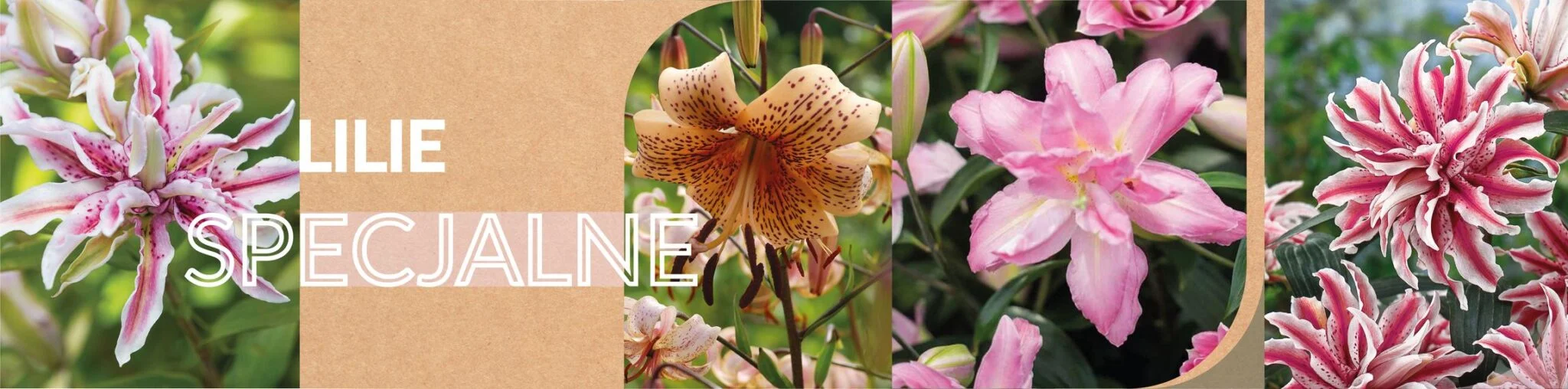 KARUZELA MARZEC_SPECJALNE WEBsmall