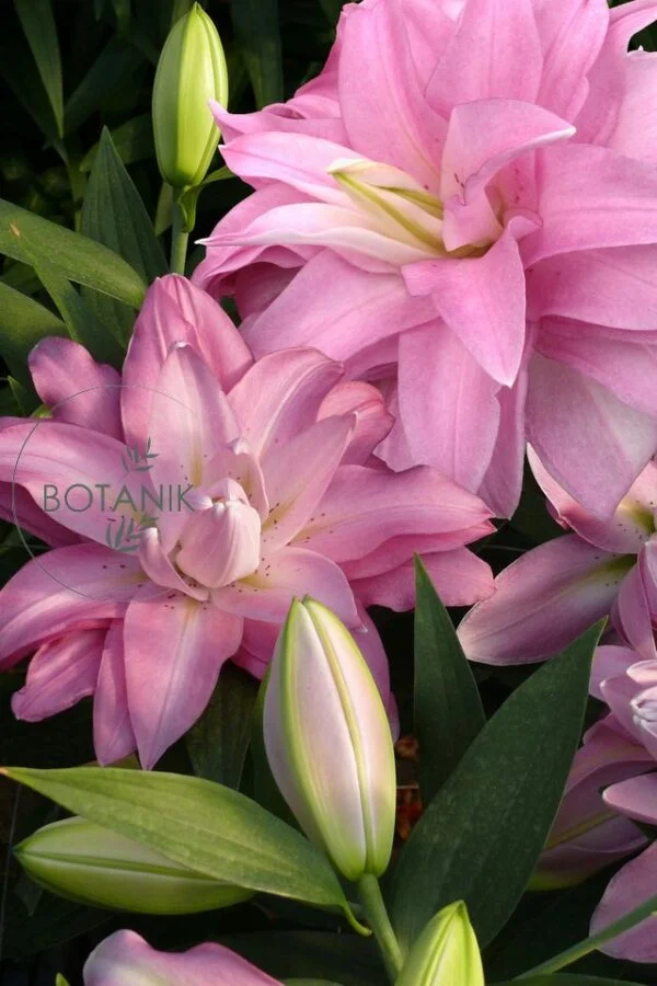 Lilia Specjalna Pełna Lotus Breeze Cebulki