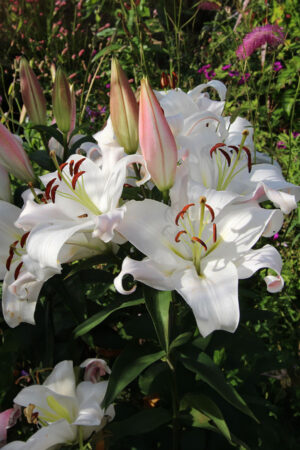 Lilia Drzewiasta OT Zambesi