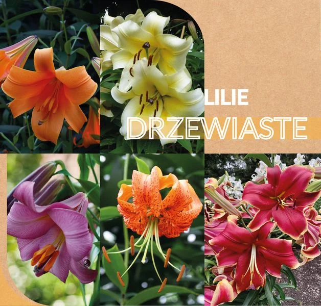 png_DRZEWIASTE MOBILEsmall