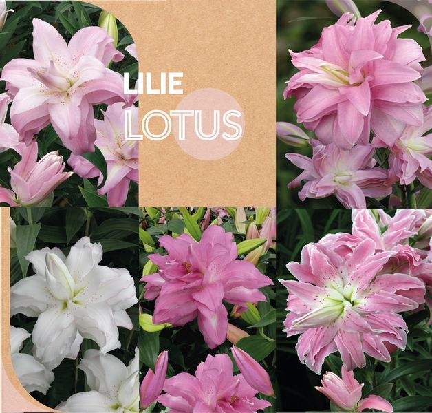 png_LOTUS MOBILEsmall