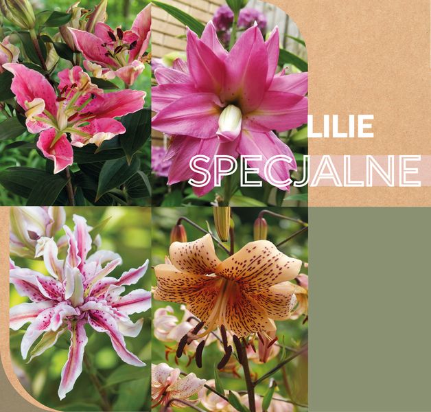 png_SPECJALNE MOBILEsmall