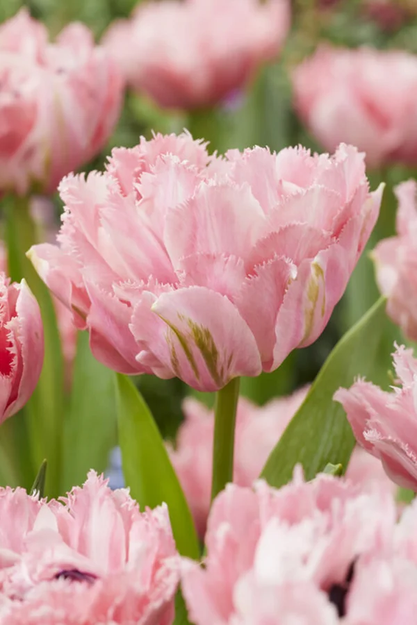 Tulipan Strzępiasty Sugar Crystal Cebulki
