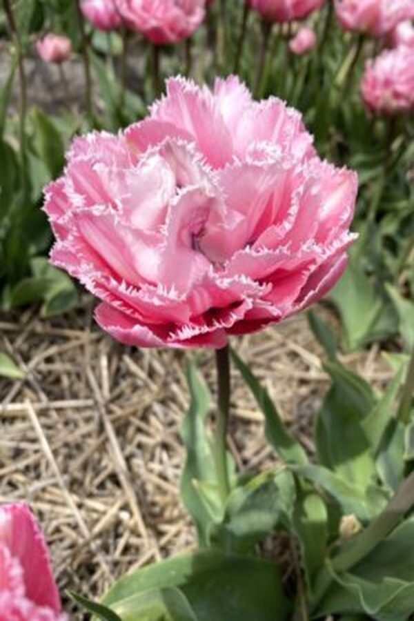 Tulipan Strzępiasty Sugar Crystal Cebulki