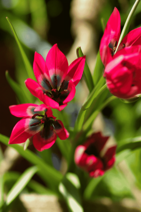 Tulipan Red Beauty Cebulki 5/6