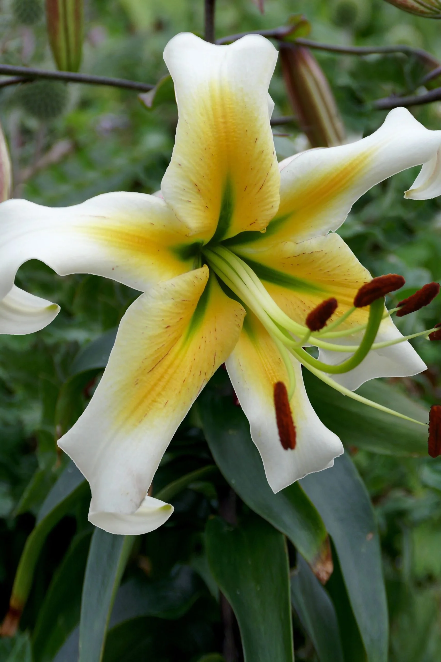 Lilia Drzewiasta OT Mister Pistache